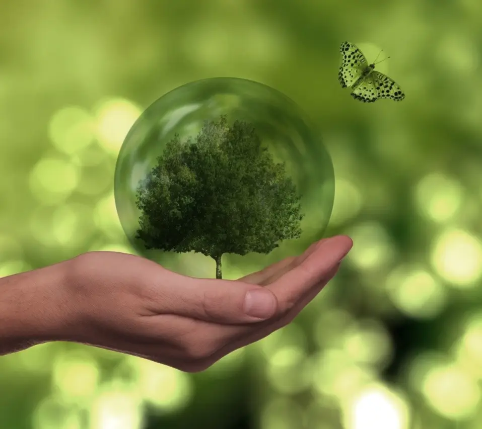 Baum in Menschenhand Baum in Hand und Schmetterling
